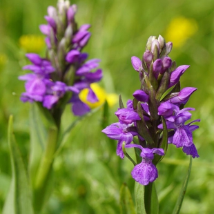 Dactylorhiza kalopisii